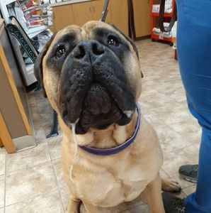 Meet your Posher, Bridget